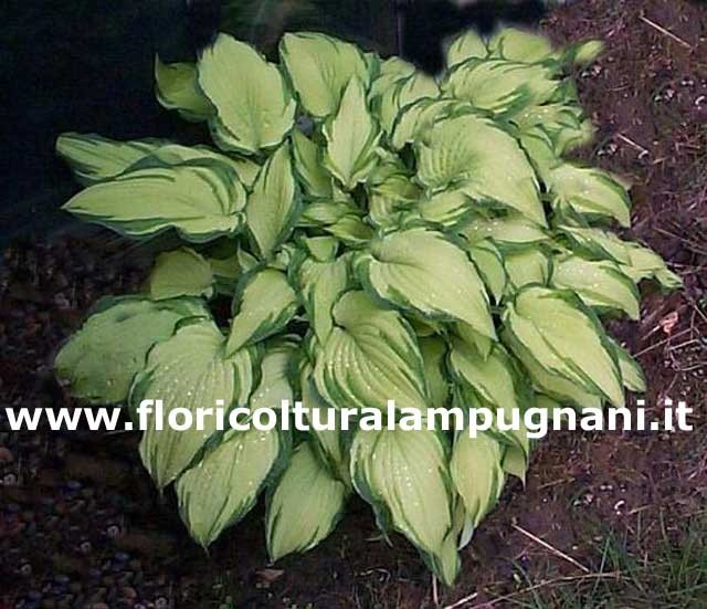 Fortunei Albopicta