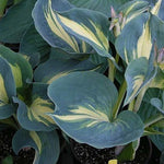 Hosta Dream Weaver