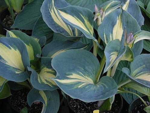 Hosta Dream Weaver