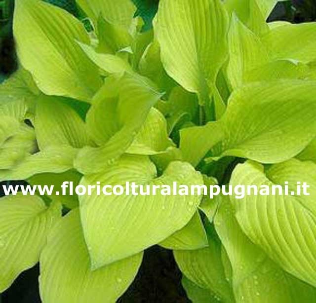 Fortunei Aurea