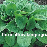 Fortunei Rugosa