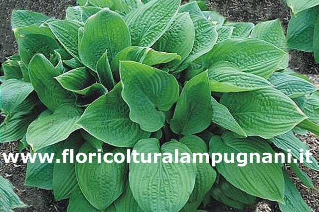 Fortunei Rugosa