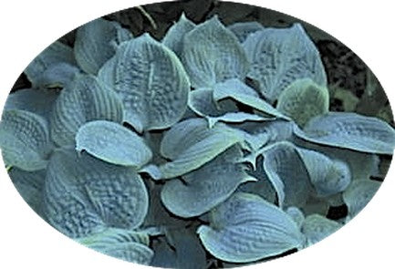 Fragrant Blue