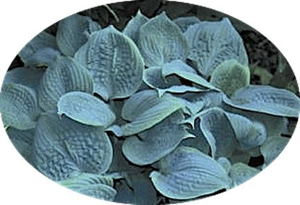 Fragrant Blue