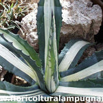 Agave Americana Mediopicta Alba cm. 15/20