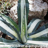 Agave Americana Mediopicta Alba cm. 15/20