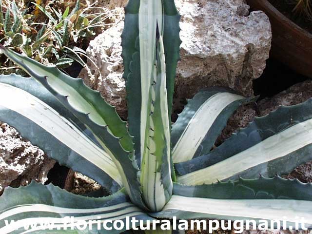 Agave Americana Mediopicta Alba cm. 15/20