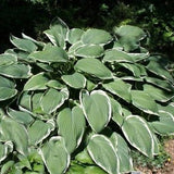 Frosted Jade