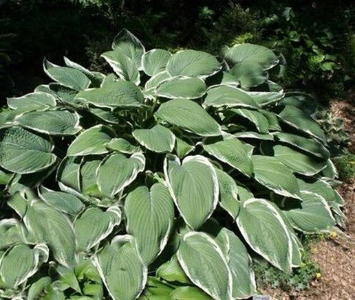 Frosted Jade
