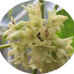 Holboellia latifolia
