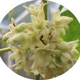 Holboellia latifolia