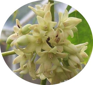 Holboellia latifolia