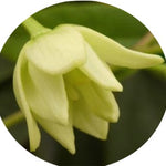 Holboellia latifolia