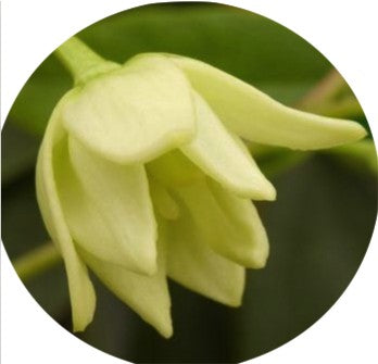 Holboellia latifolia