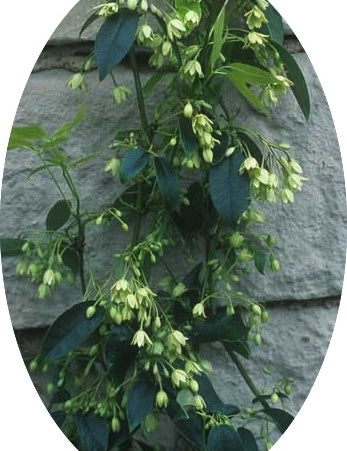 Holboellia latifolia