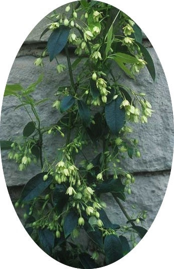 Holboellia latifolia