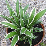 Rectifolia Chionea