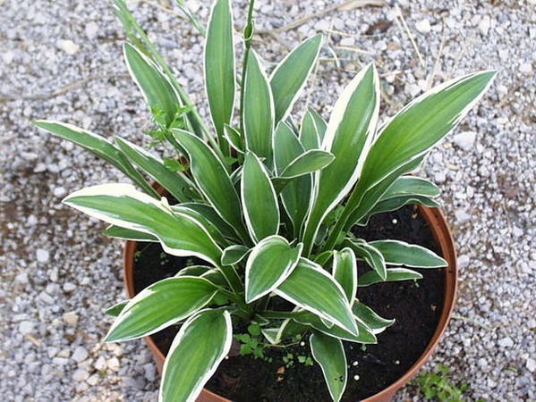 Rectifolia Chionea
