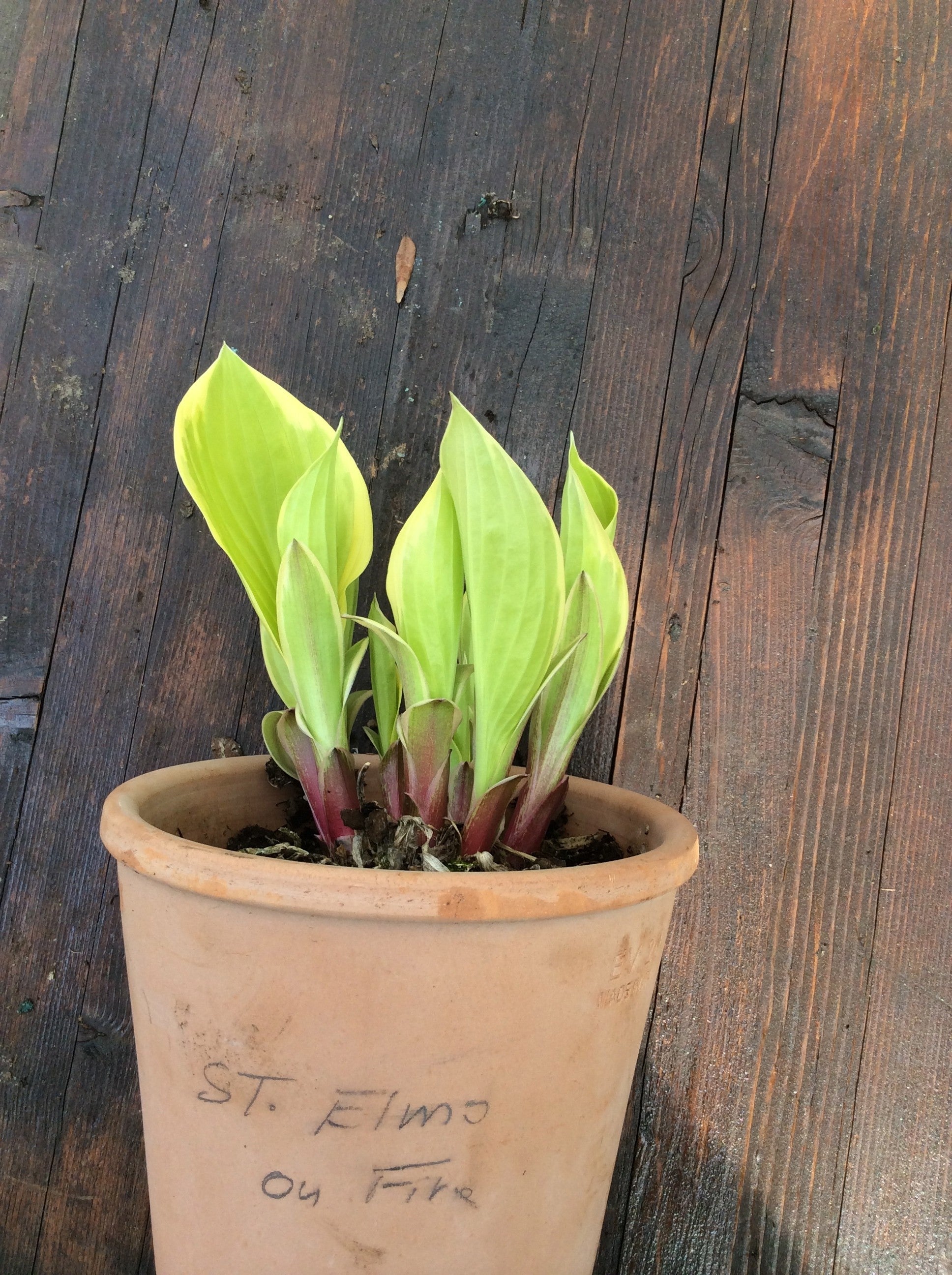 St. Elma on fire