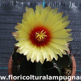 Astrophytum Senile Aureum Sierra Paila