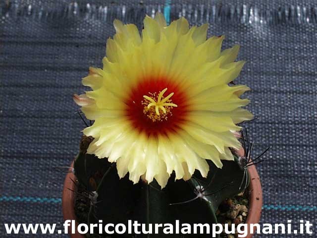 Astrophytum Senile Aureum Sierra Paila