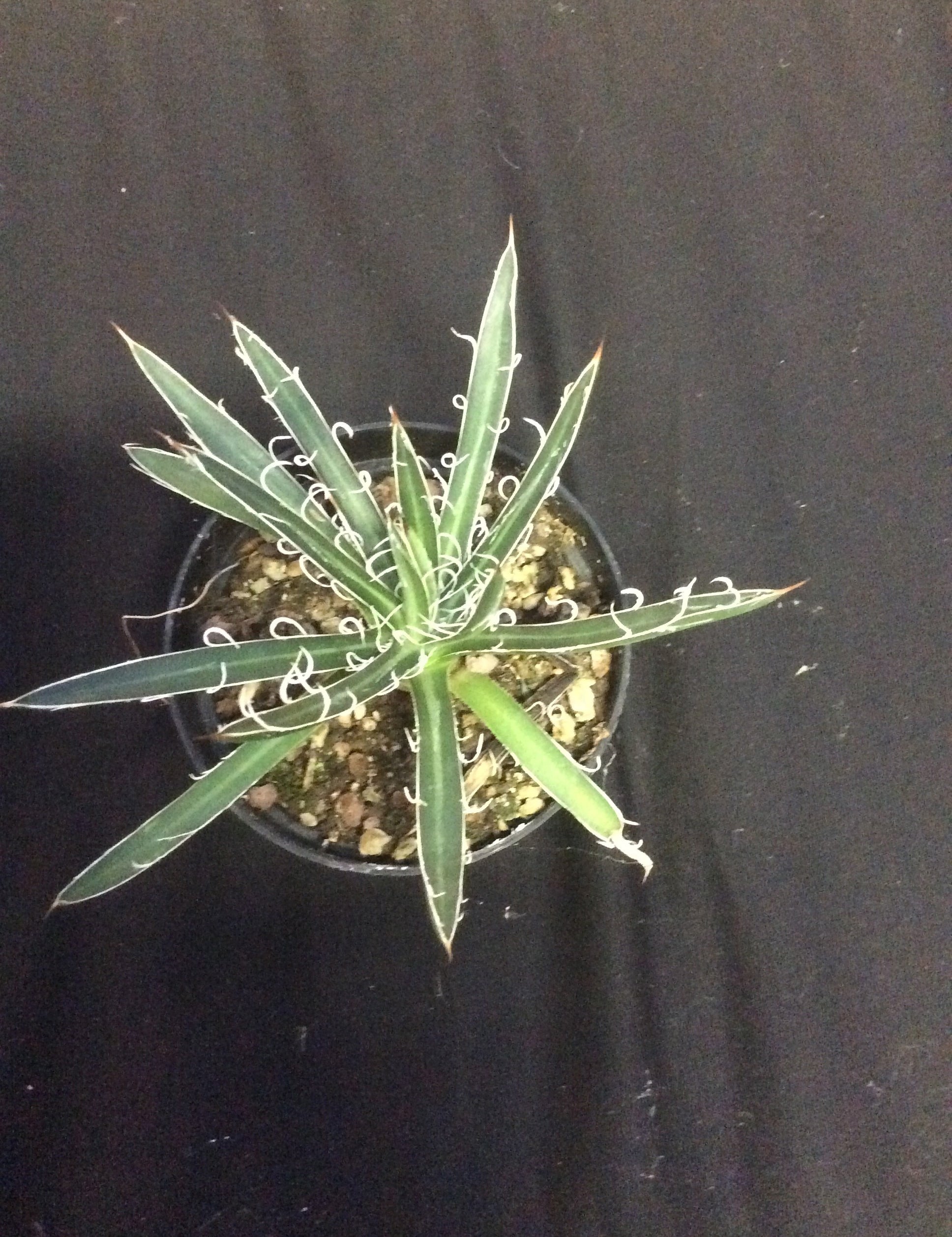 Agave filifera subsp. multifilifera