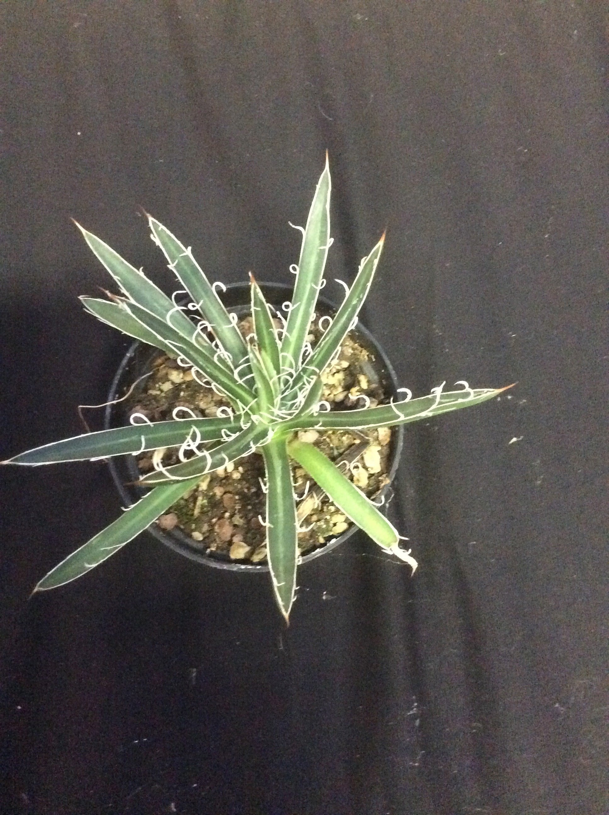 Agave filifera subsp. multifilifera