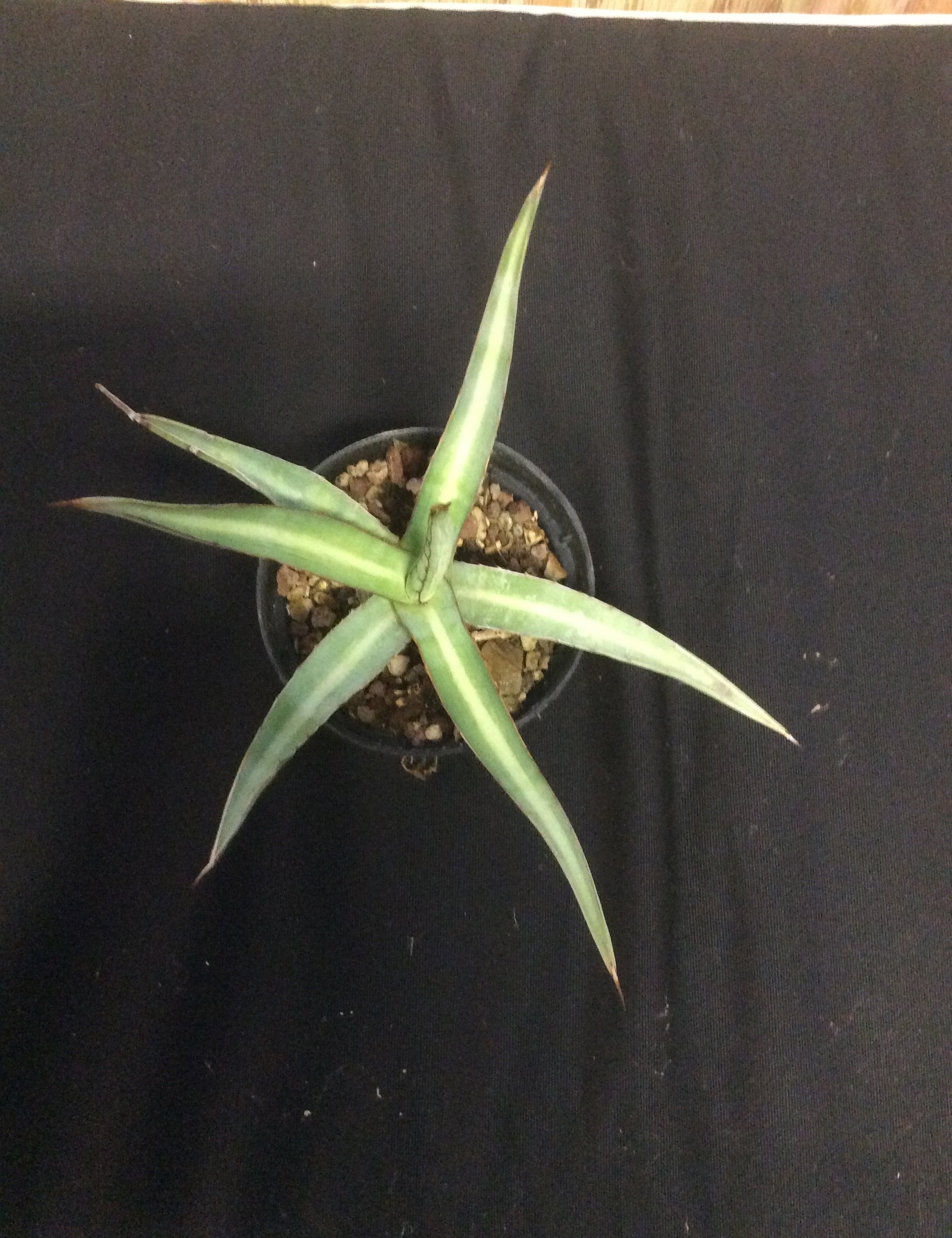 Agave univittata