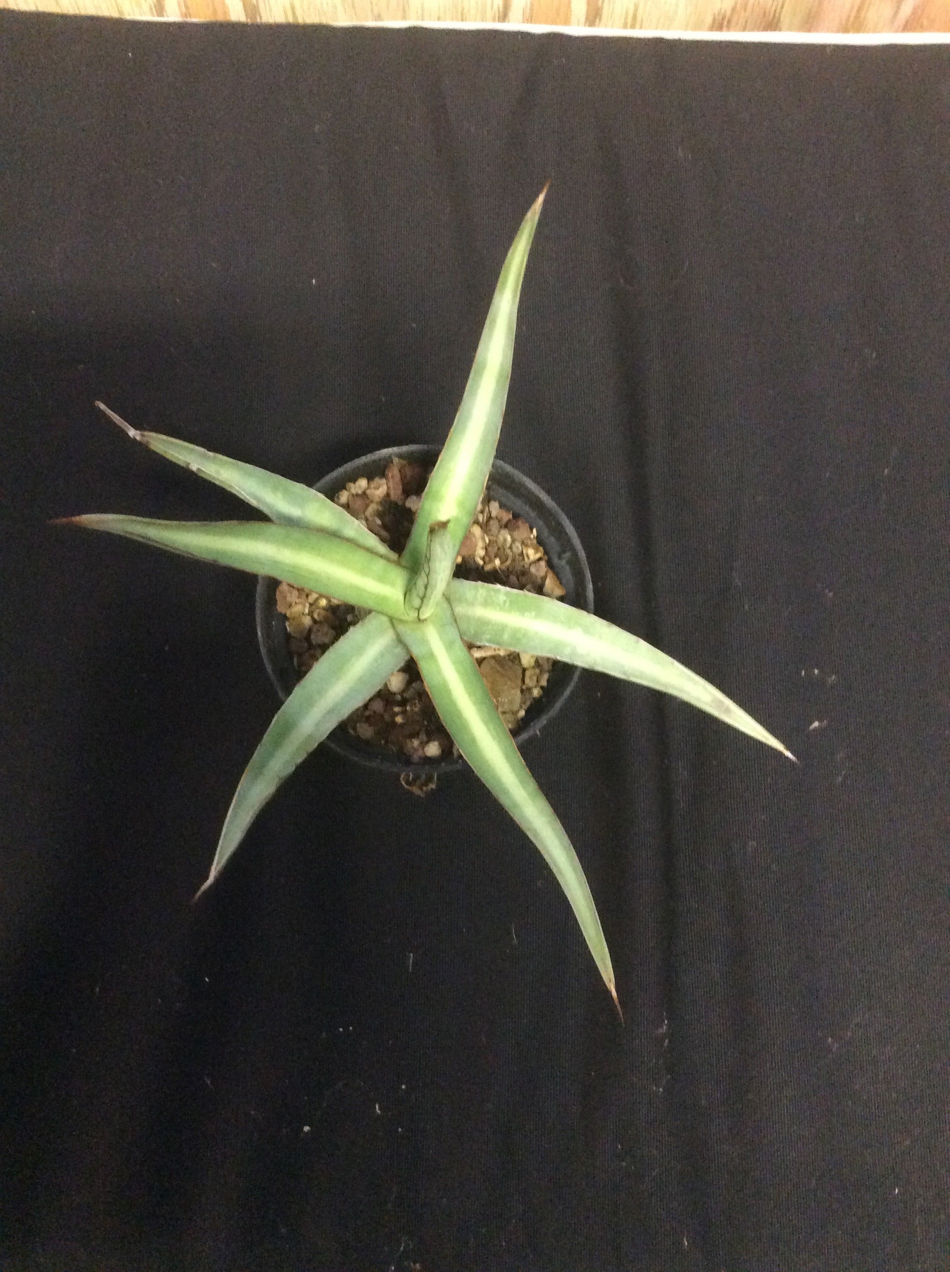 Agave univittata