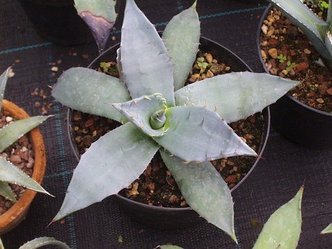 Agave Applanata