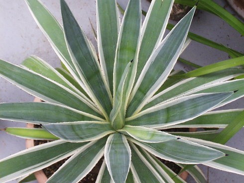 Agave Angustifolia Marginata
