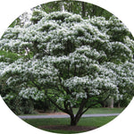 Chionanthus retusus