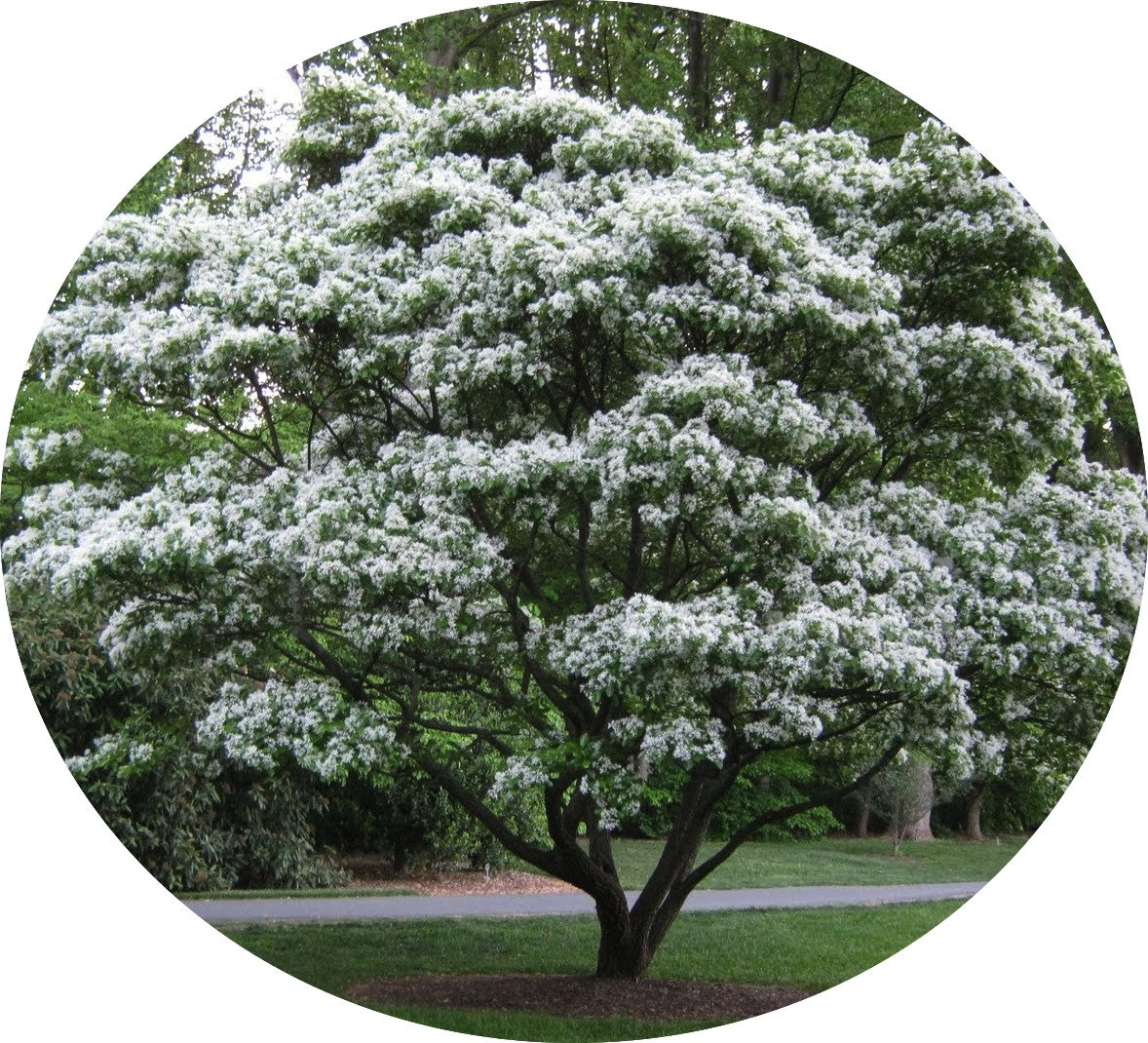 Chionanthus retusus