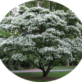 Chionanthus retusus