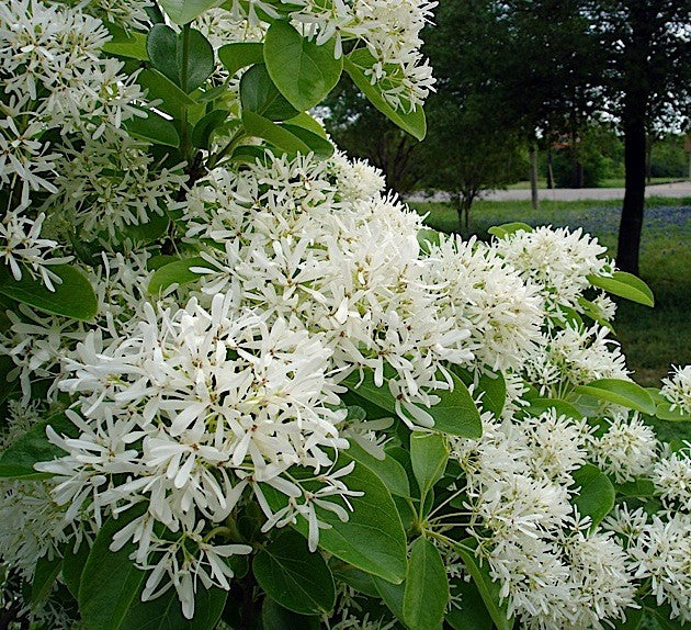 Chionanthus retusus