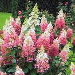 Hydrangea Paniculata Pinky Winky