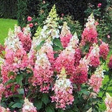 Hydrangea Paniculata Pinky Winky