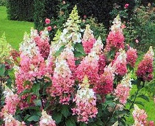 Hydrangea Paniculata Pinky Winky