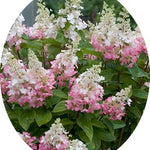 Hydrangea Paniculata Pinky Winky