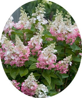 Hydrangea Paniculata Pinky Winky