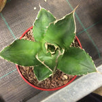 Agave Titanota