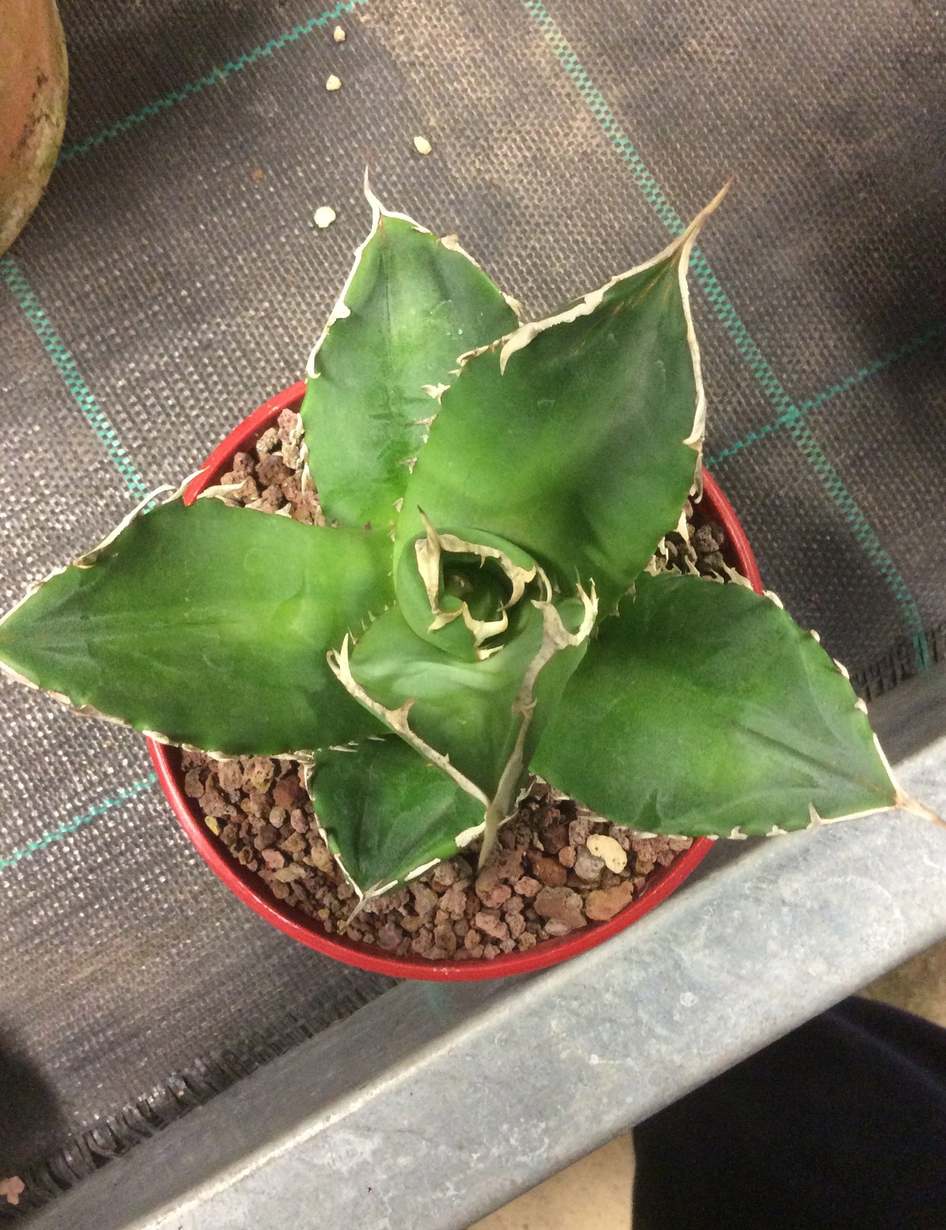 Agave Titanota