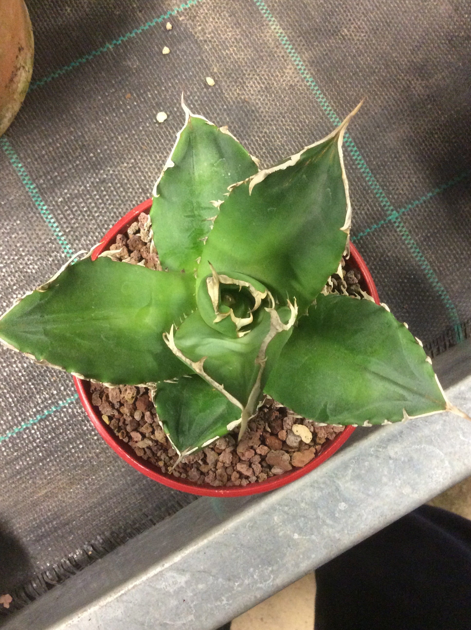 Agave Titanota