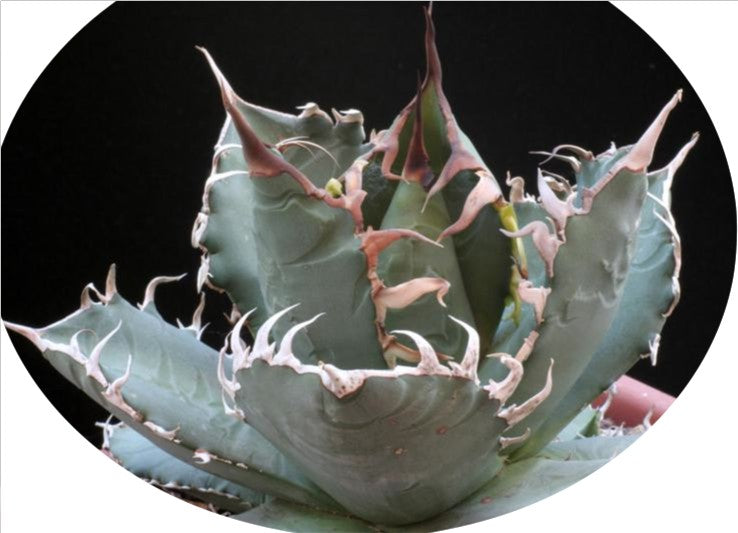 Agave Titanota