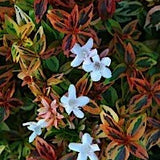 Abelia × grandiflora 'Kaleidoscope 