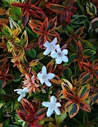Abelia × grandiflora 'Kaleidoscope 