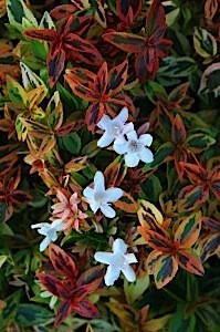 Abelia × grandiflora 'Kaleidoscope 