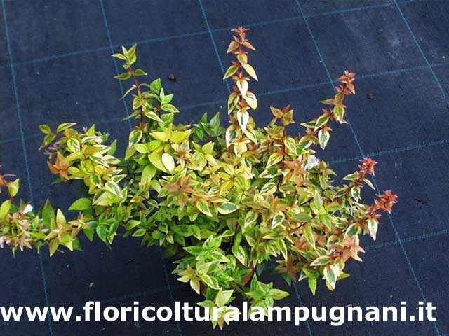 Abelia × grandiflora 'Kaleidoscope 