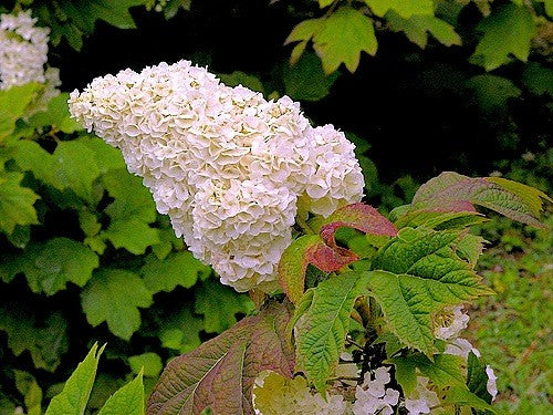Hydrangea quercifolia Harmony