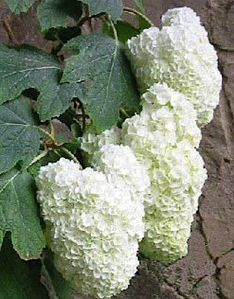 Hydrangea quercifolia Harmony